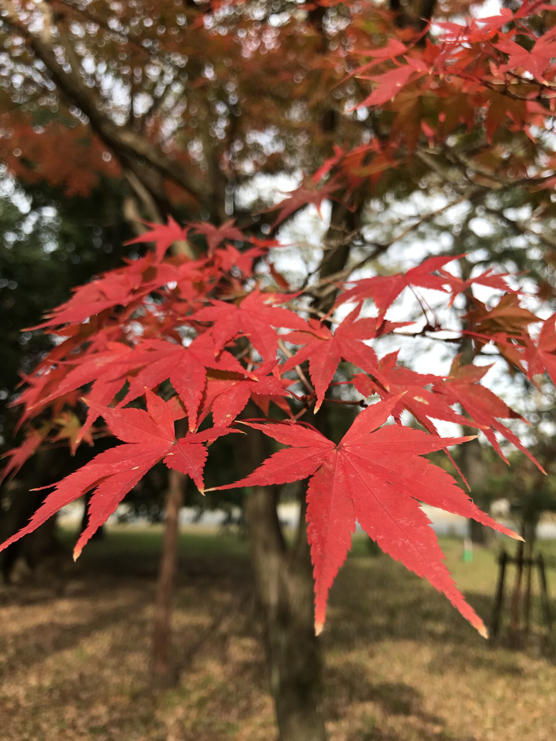 紅葉