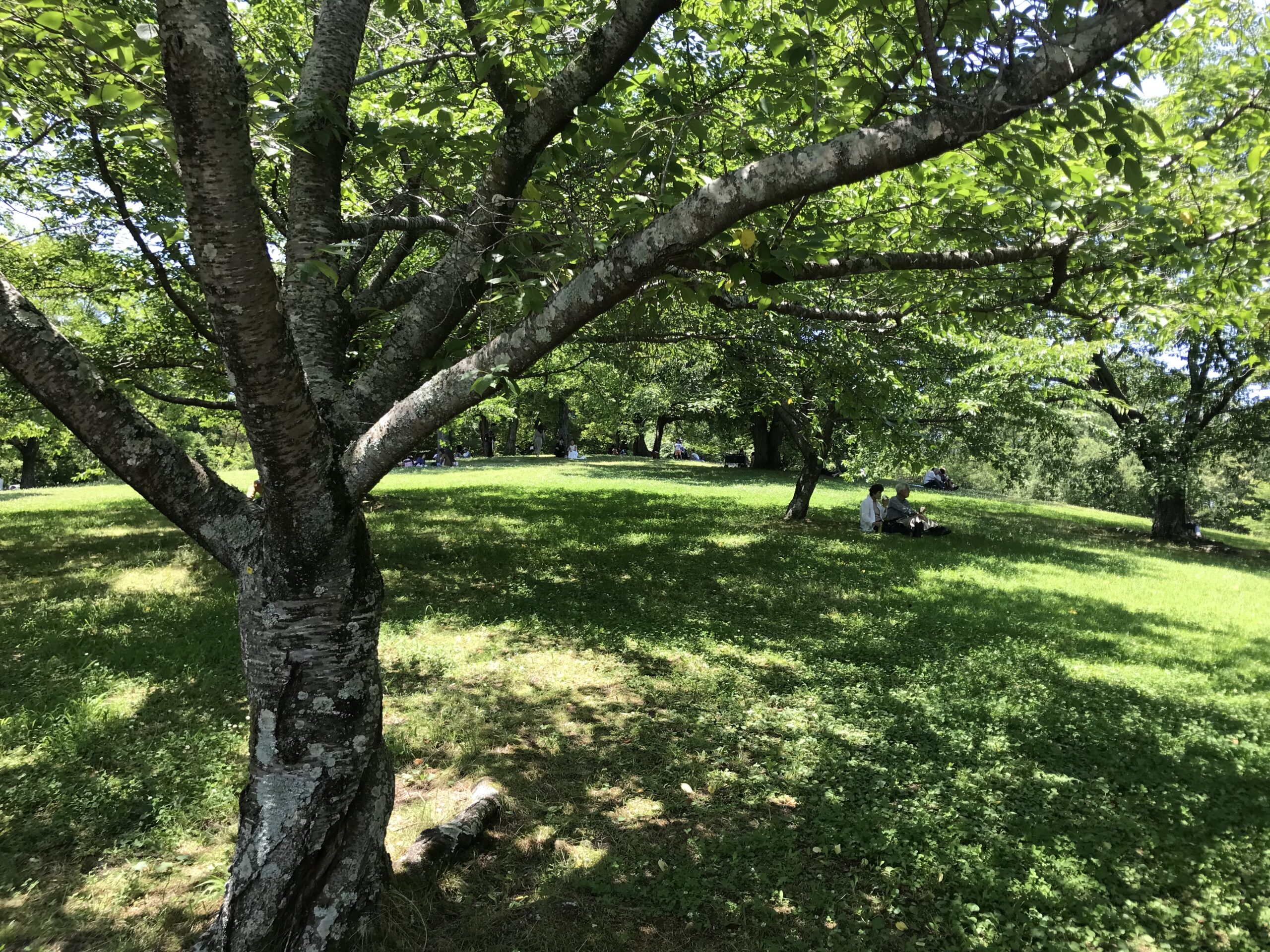 馬見丘陵公園花菖蒲まつり