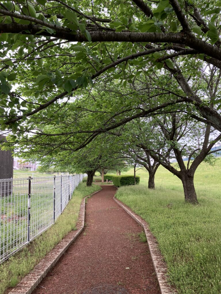 葉桜の景色