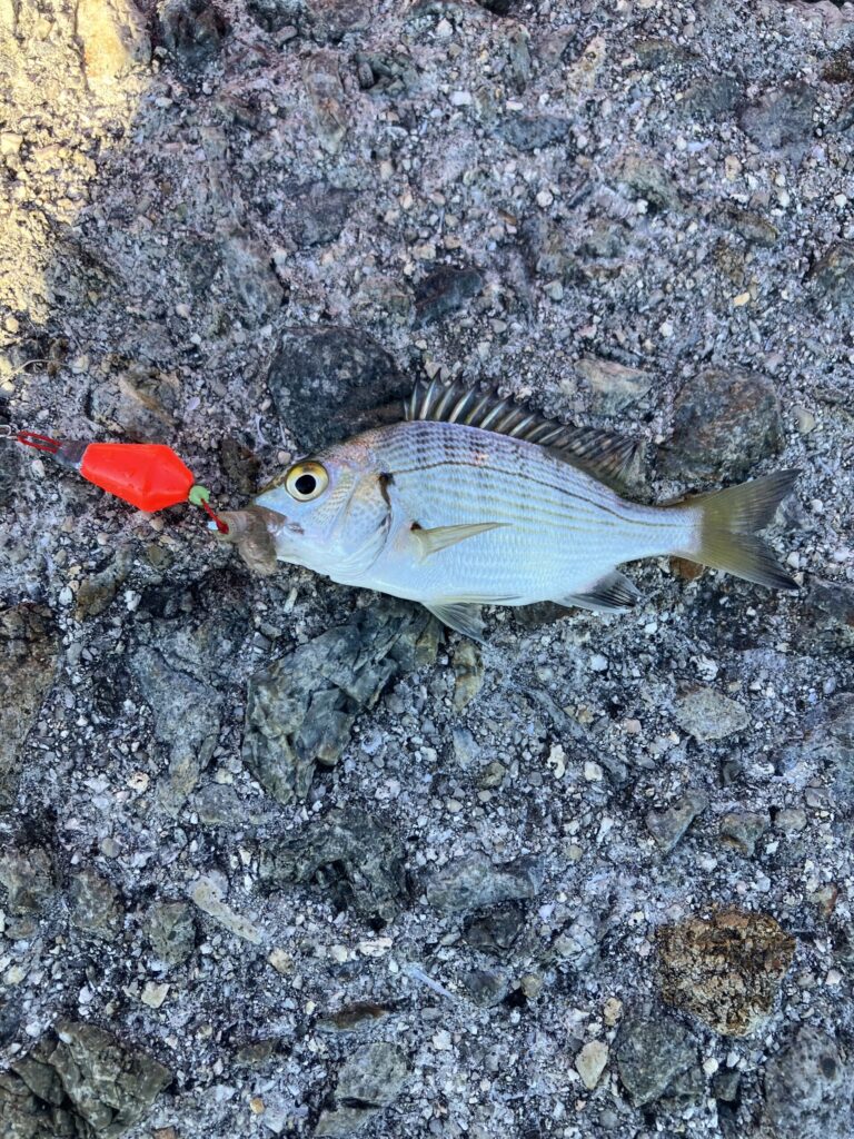 談話室村上の海で釣れた魚