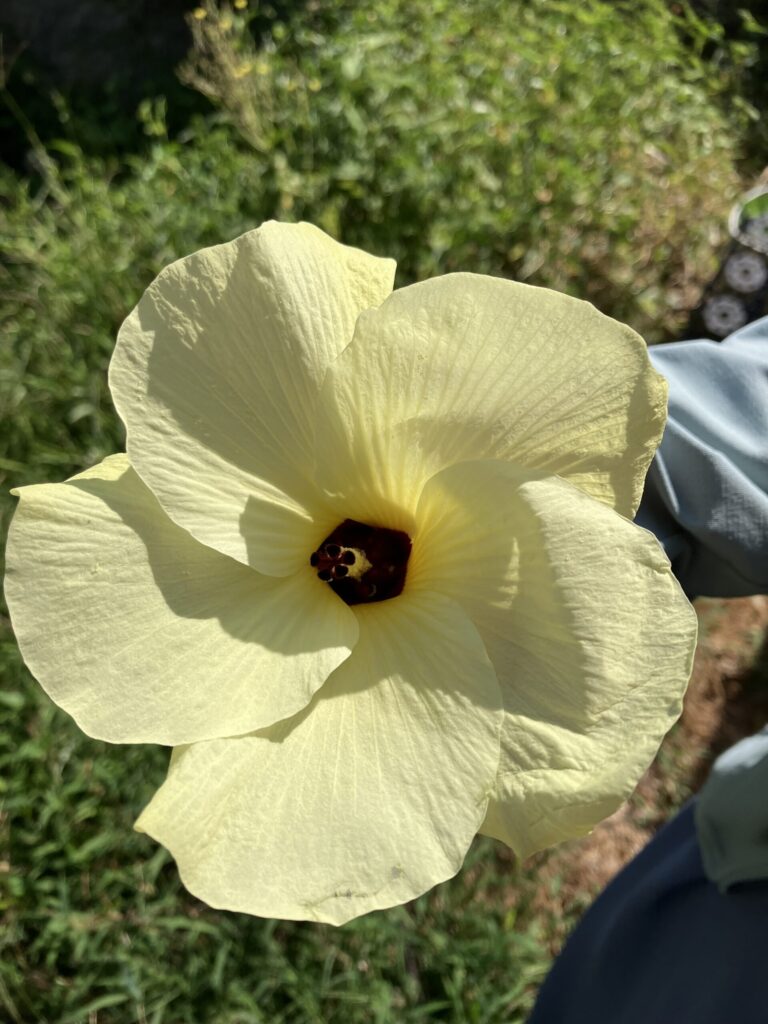 花オクラ。お花を食べます